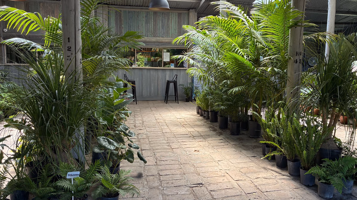 Los precios de las plantas tropicales pueden variar desde los $50.000 en adelante.